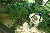 gal/Ville_Propre/_thb_OPERATION DECHETS LAMBRES 064.JPG
